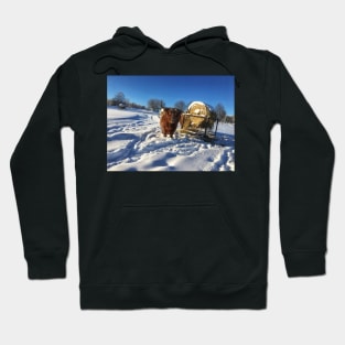 Scottish Highland Cattle Cow 1908 Hoodie